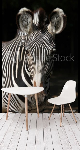 Picture of Grevys zebra Equus grevyi also known as the imperial zebra